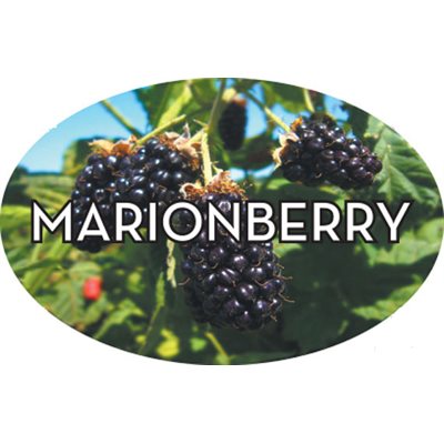 Marionberry Label
